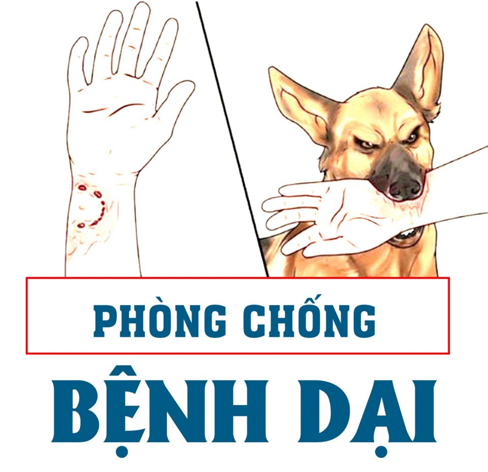 SỐ CA TỬ VONG DO BỆNH DẠI GIA TĂNG, BỘ Y TẾ KHUYẾN CÁO CÁCH PHÒNG CHỐNG